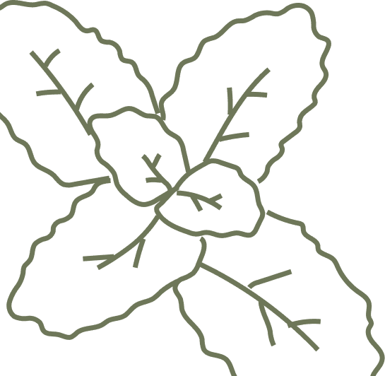 Daun Ornamen